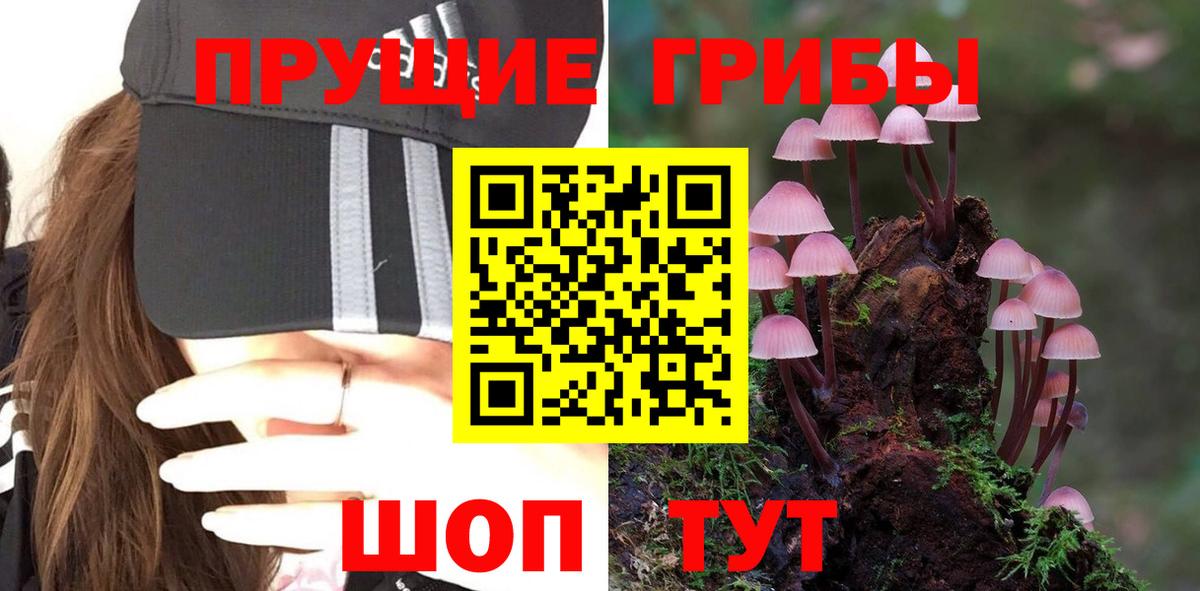 Псилоцибиновые грибы Psilocybe Нефтеюганск